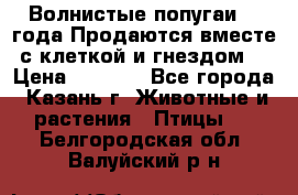 Волнистые попугаи, 2 года.Продаются вместе с клеткой и гнездом. › Цена ­ 2 800 - Все города, Казань г. Животные и растения » Птицы   . Белгородская обл.,Валуйский р-н